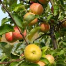 Apple Malus domestica Champion plant for UK (US Seeds)