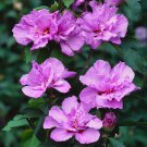 Hardy Pink Hibiscus 'Hamabo' Standard tree plant for UK (US Seeds)