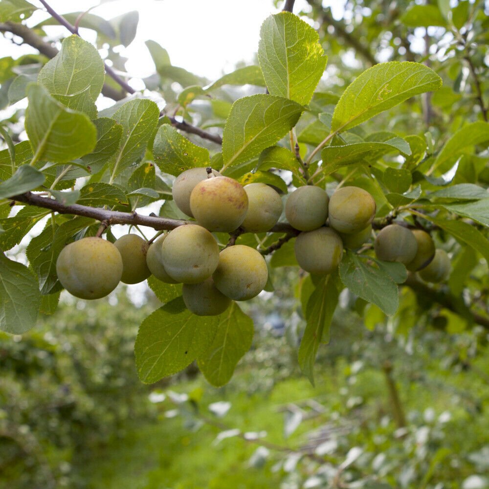 Sibley's Patio Gage ReineClaude Oullins Fruit Tree plant for UK (US Seeds)