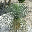 Yucca 'Rostrata' in a 20 cm Pot plant for UK (US Seeds)