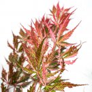 Japanese Maple, Acer palmatum 'Extravaganza' plant for UK (US Seeds)