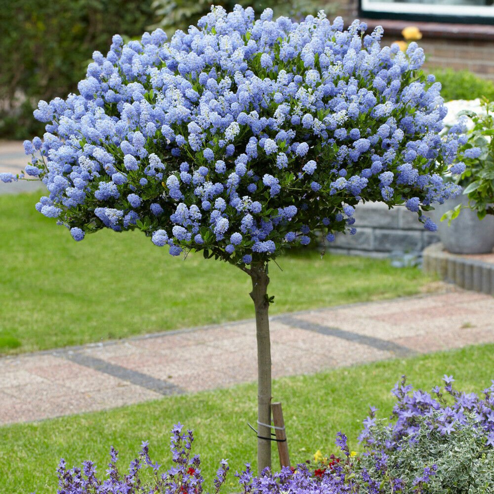 Hardy Ceanothus Standard plant for UK (US Seeds)