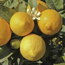 Large Lemon 'Eureka' Tree plant for UK (US Seeds)