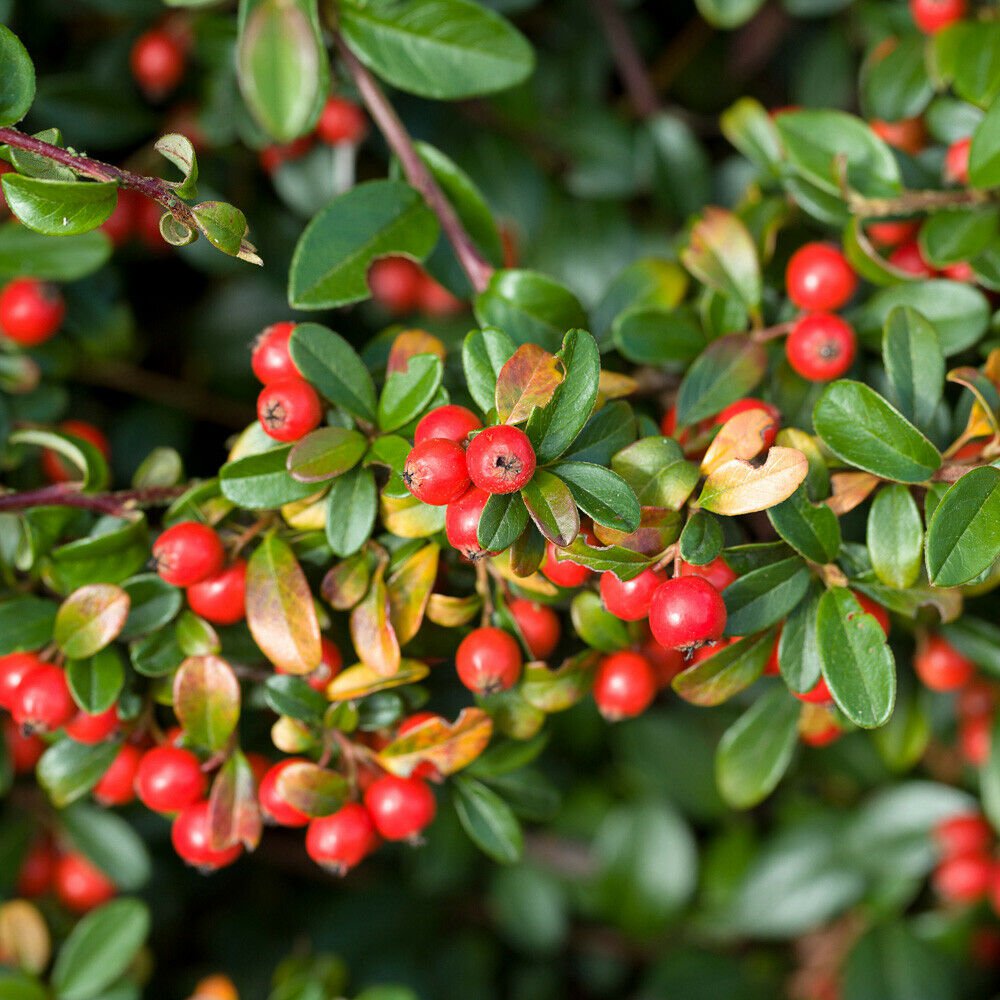 Gaultheria 'Big Berry' plant for UK (US Seeds)