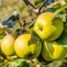 Apple Malus domestica Jonagoldplant for UK (US Seeds)