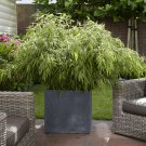 Fargesia rufa (Fountain Bamboo) plant for UK (US Seeds)