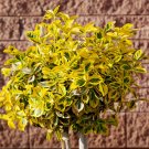 Variegated Euonymus 'Marieke' Standard Tree plant for UK (US Seeds)