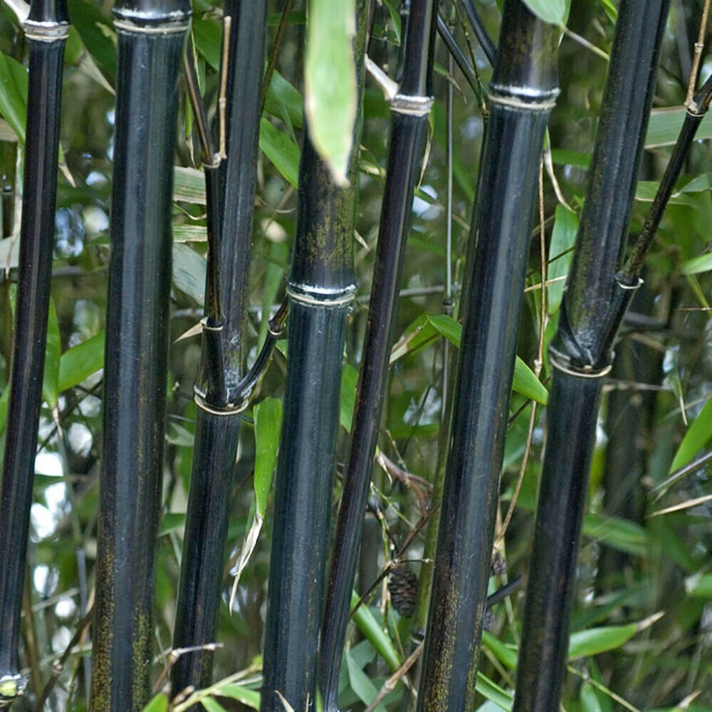 Бамбук bambusa Phyllostachys nigra