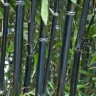 Phyllostachys nigra (Black Bamboo) 3L pot 30-40cm thick crown