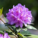 Rhododendron Cat. Grandiflora (Purple) plant for UK (US Seeds)