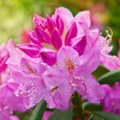 Rhododendron Germania (Pink) plant for UK (US Seeds)