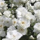 Rose 'Pascali' bare root (white) plant for UK (US Seeds)