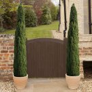 Pair of Italian Cypress Trees Ornamental plant for UK (US Seeds)