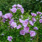 Hibiscus 'Lavender Chiffon' plant for UK (US Seeds)