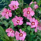 Hibiscus 'Walbertons Rose Moon' Mallow plant for UK (US Seeds)