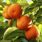 Large Orange Tree plant for UK (US Seeds)