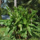 Hardy Japanese Banana 'Musa basjoo' plant for UK (US Seeds)