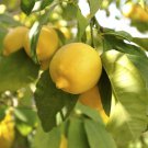 Large Lemon Tree plant for UK (US Seeds)