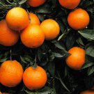 Established Blood Orange Citrus Fruit Tree plant for UK (US Seeds)