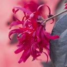 Pair Loropetalum 'EverRed' Chinese Witch Hazel plant for UK (US Seeds)