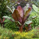 Ensete ventricosum 'Maurelii' - Red Abysinnian Banana