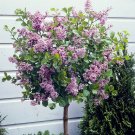Pair of Standard Lilac Tree Syringa 'Palibin' 80-100cm Tall in a 3.5L Pot