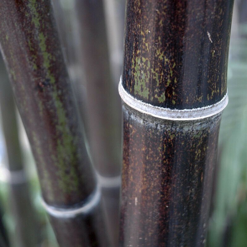 Phyllostachys Nigra Black Bamboo plant for UK (US Seeds)