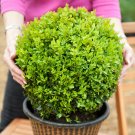 Pair of Box Buxus Balls plant for UK (US Seeds)