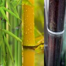 Bamboo Collection - Yellow, Green & Black plant for UK (US Seeds)