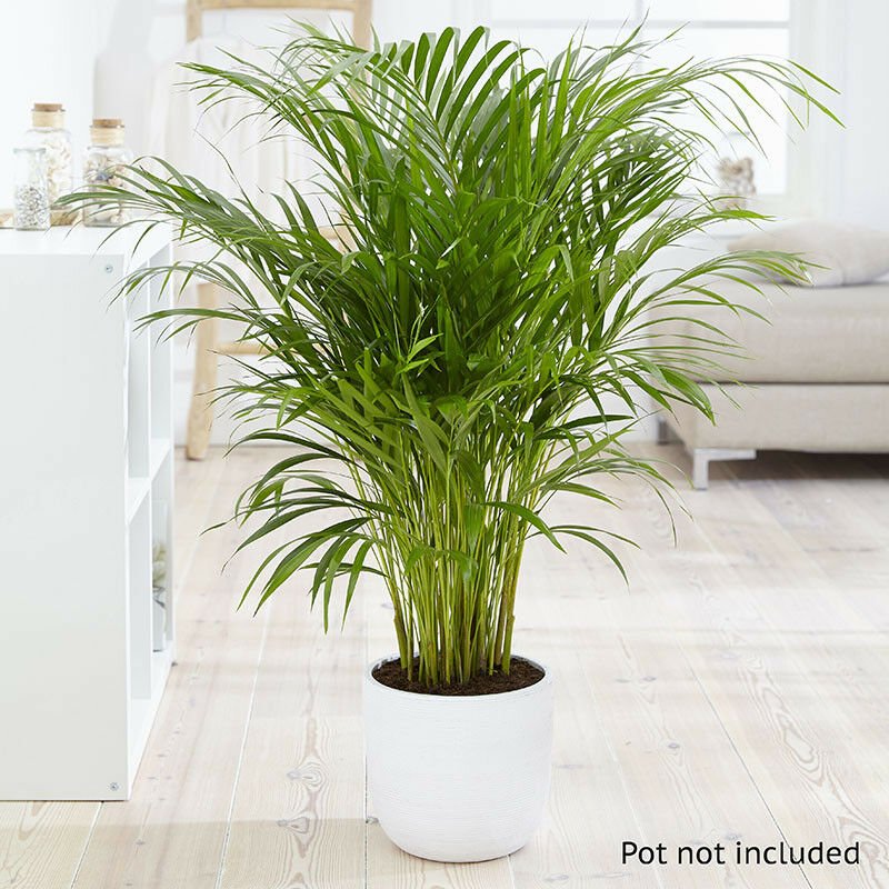 Areca palm 24cm pot 120cm tall plant for UK (US Seeds)