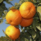 Pair of Large Orange trees in 6.5L pot plant for UK (US Seeds)