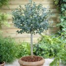 Eucalyptus gunnii Standard Tree 60-80cm plant for UK (US Seeds)