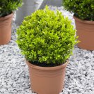 Pair of Topiary Box Buxus Balls plant for UK (US Seeds)