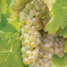 White Grape Vine 'Phoenix' plant for UK (US Seeds)