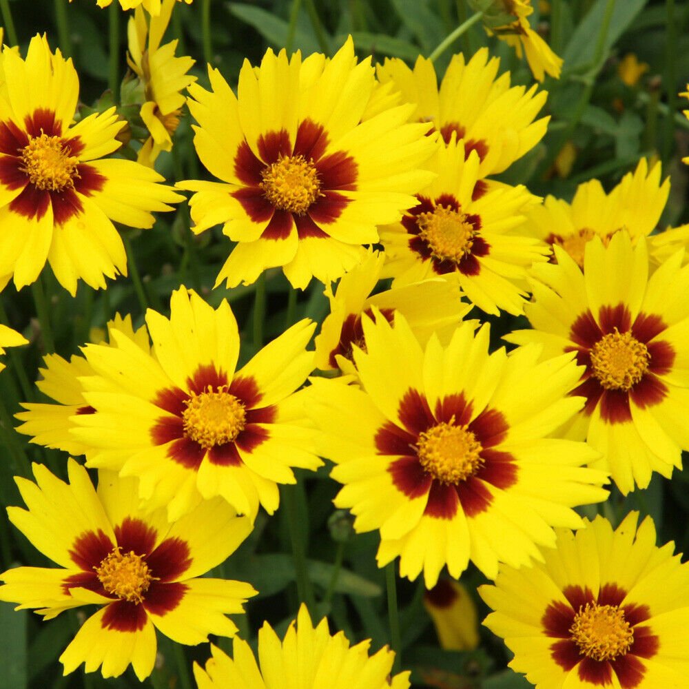 Coreopsis grandiflora Sunkiss in a 9cm Pot