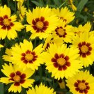 Coreopsis grandiflora Sunkiss in a 9cm Pot plant for UK (US Seeds)