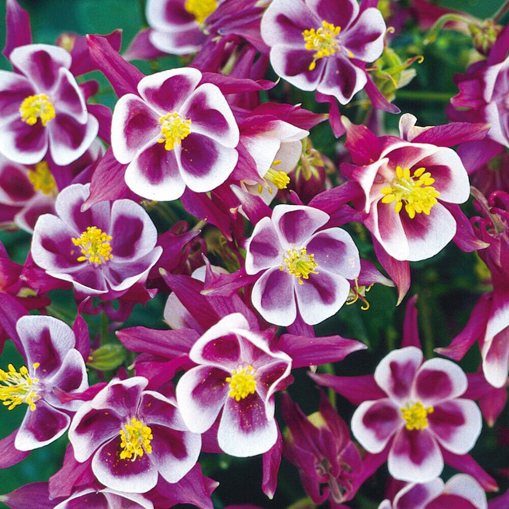 Aquilegia Vulgaris 'Winky Red White' in a 9cm Pot