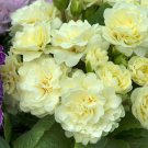 Primula Belarina Cream Set plant for UK (US Seeds)