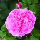 Old English Shrub Rose Pink Bare Root for UK (US Seeds)