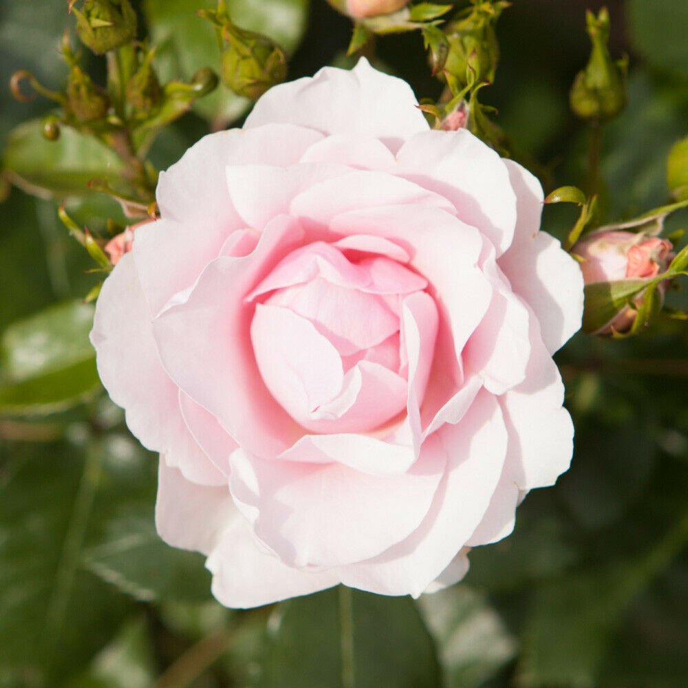 Old English Shrub Rose Blush White Bare Root