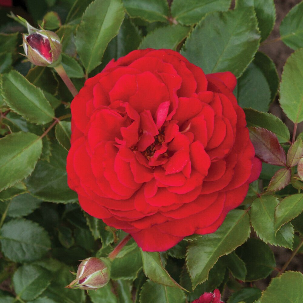 Old English Shrub Rose Red Bare Root