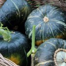 Burgess Buttercup Winter Squash Seed