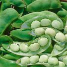 Thorogreen Lima Beans Seed (Bush type)