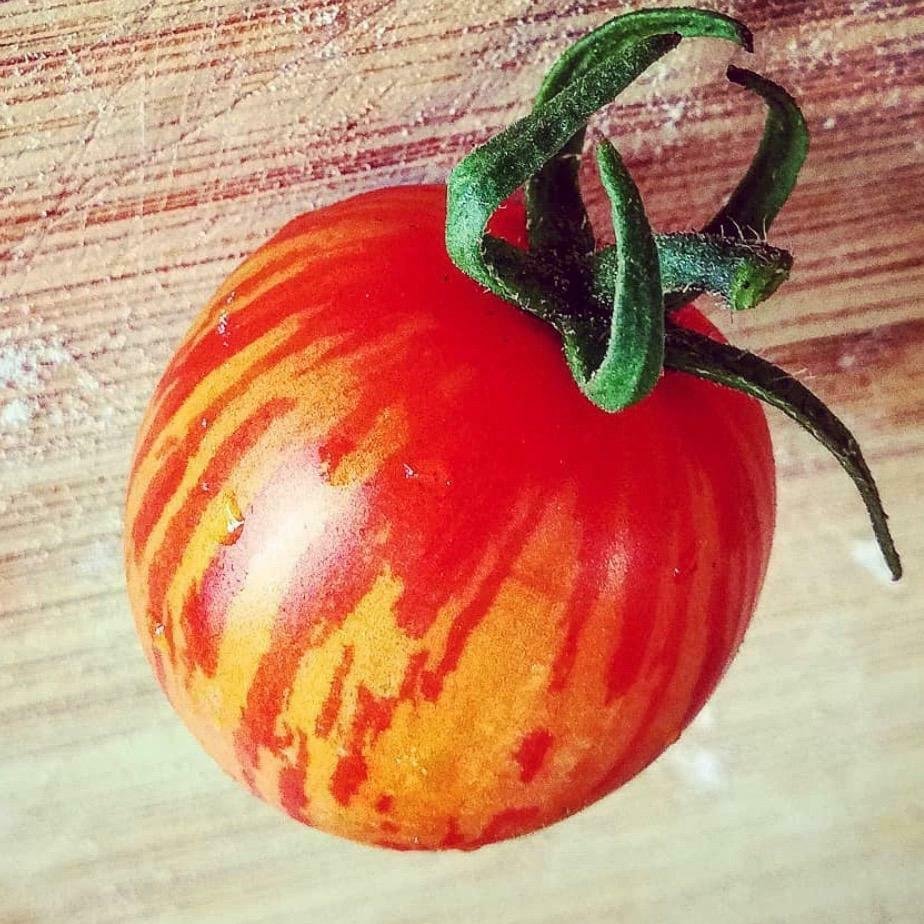 Tigerella I Tomato