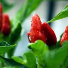 Ghost (Bhut Jolokia) Hot Peppers