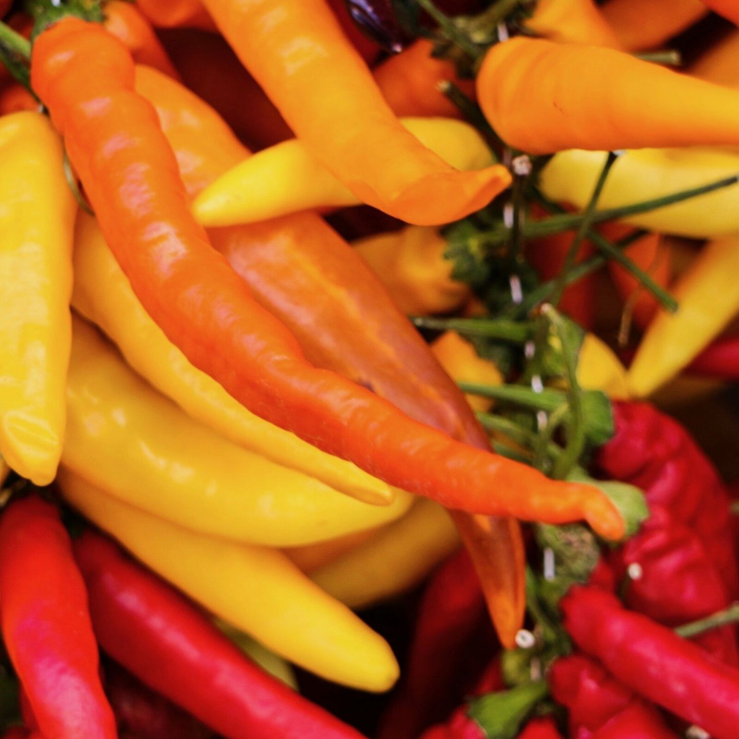 Hungarian Wax Hot peppers