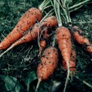 Carrots - Red Core Chantenay Carrot