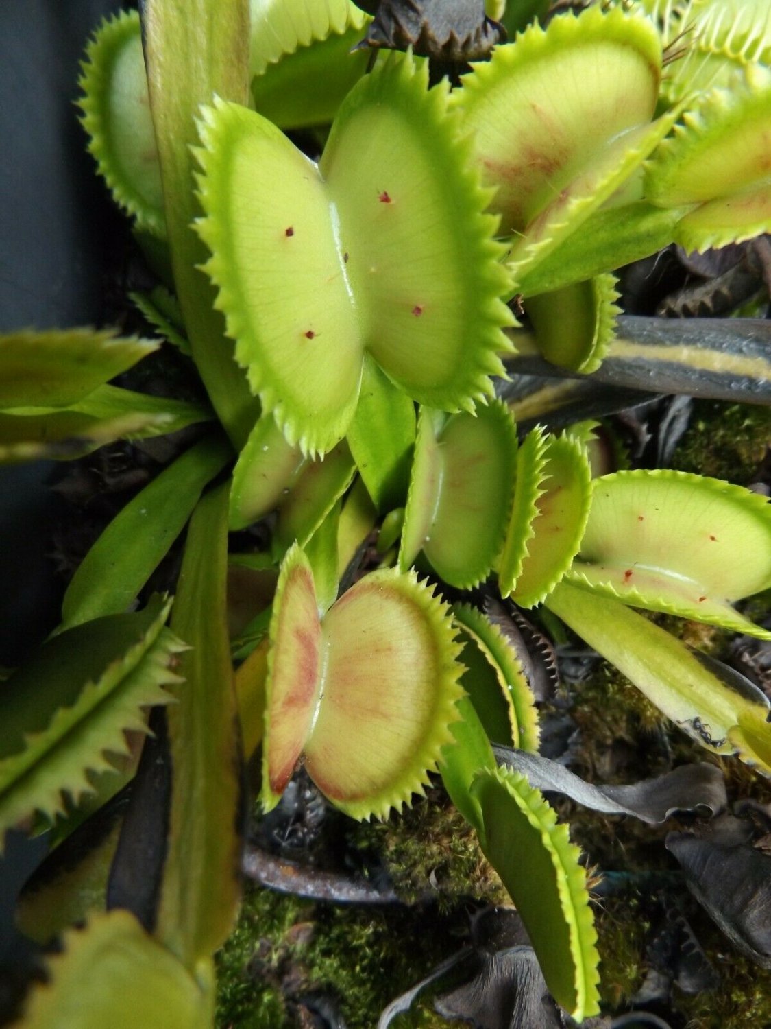 75 Venus flytrap seeds Tiger, BCP, Royal, Microdent, Vigorous, Scarlatine, Clump