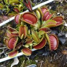 75 Venus flytrap seeds Rosetted, Pomelo, Long, Carolina, Big Teeth, Pearl, Blush