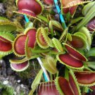 75 Venus flytrap seeds Martha Lips,Crimson saw, Dracula, Trev Dente, Gold Strike